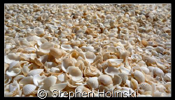 Beach in Western Australia made entirely from Shells.  Wi... by Stephen Holinski 
